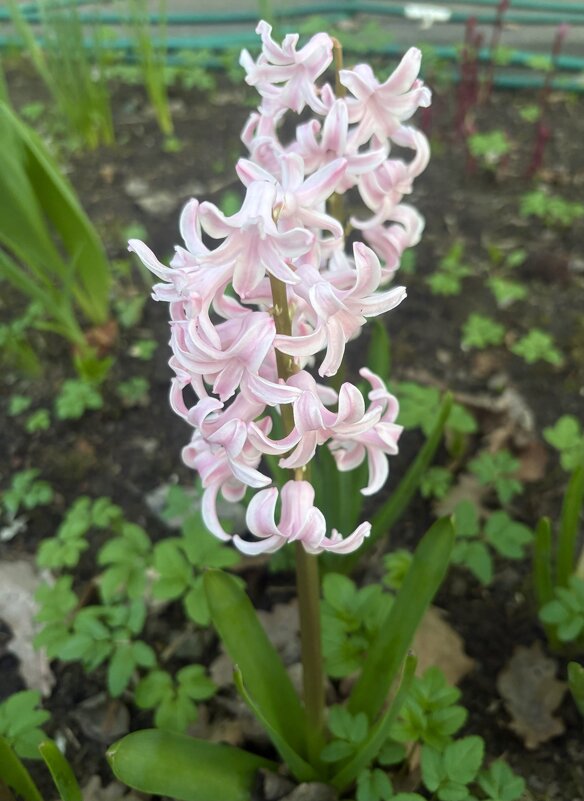 Гиацинт - Наталия Павлова Гиацинт - Наталия Павлова