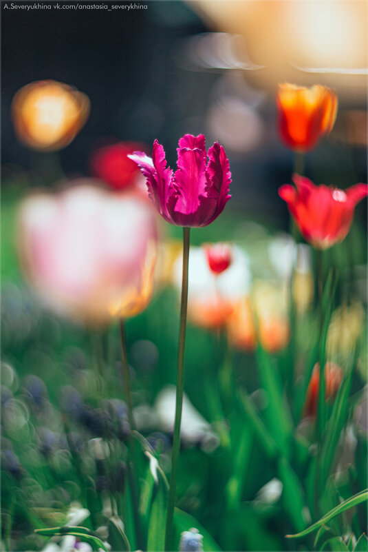 Разные тюльпаны - Анастасия Северюхина