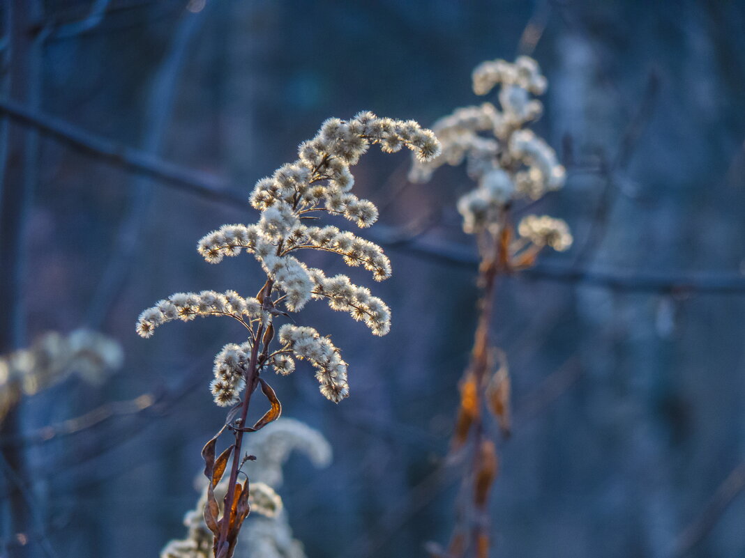 Гербарий - Наталья Rosenwasser