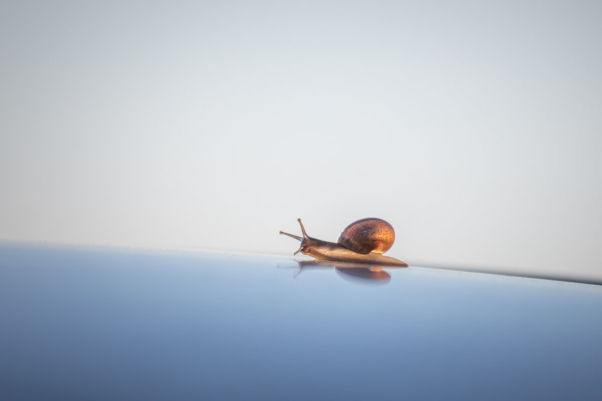 **** - Елизавета .