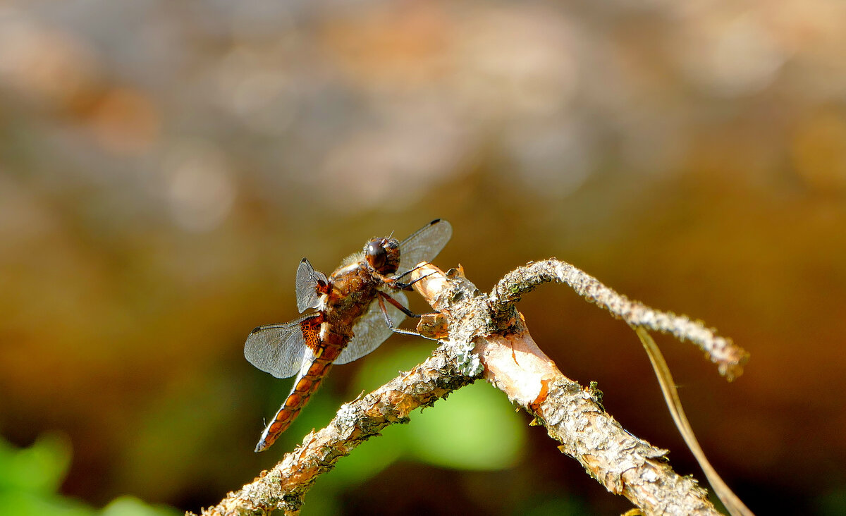 из позавчерашней съёмки 2 - Александр Прокудин из позавчерашней съёмки 2 - Александр Прокудин