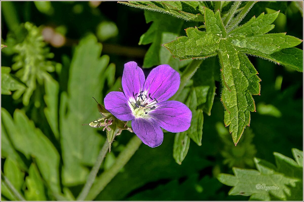 Вторая половина мая... - Aquarius - Сергей
