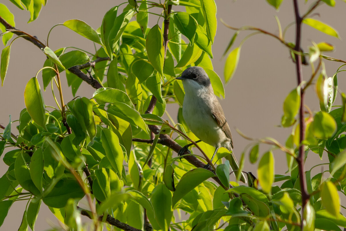 *** - Виталий Емельянов