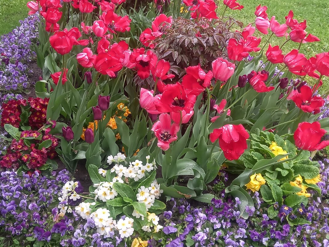 Весна - Сапсан 