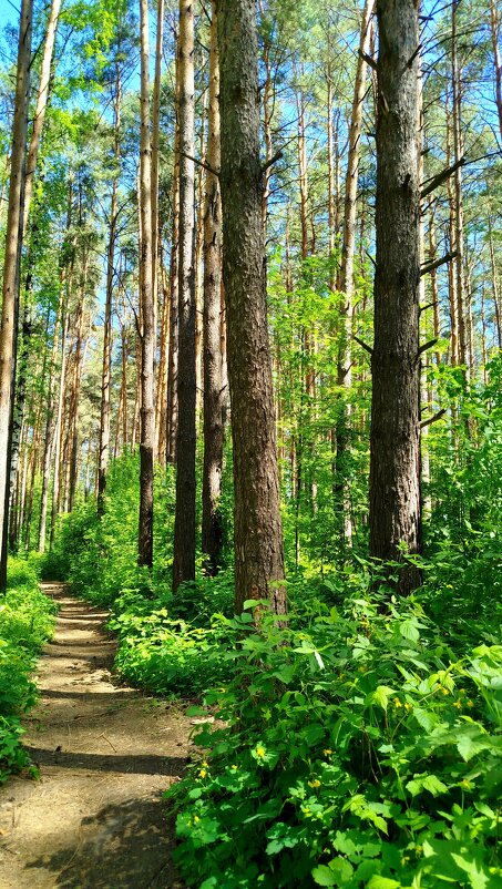 в парковой зоне - светлана льдокова в парковой зоне - светлана льдокова