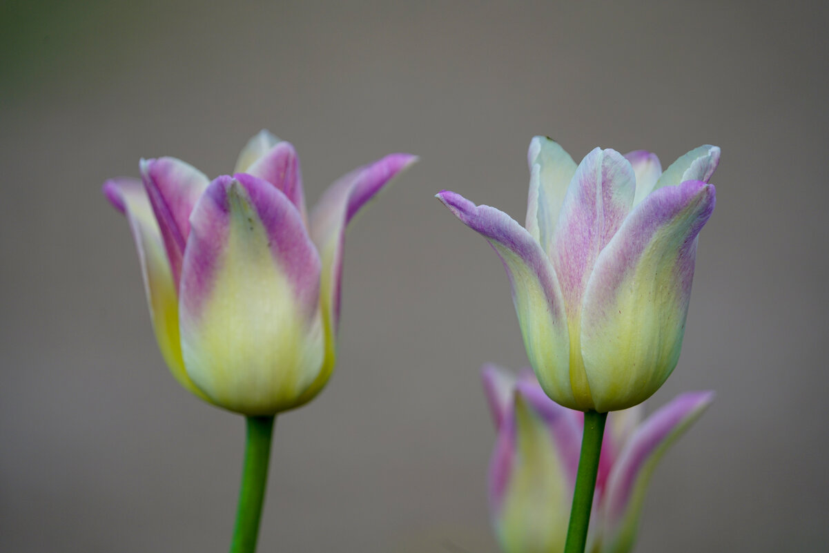 *** - Иван Литвинов