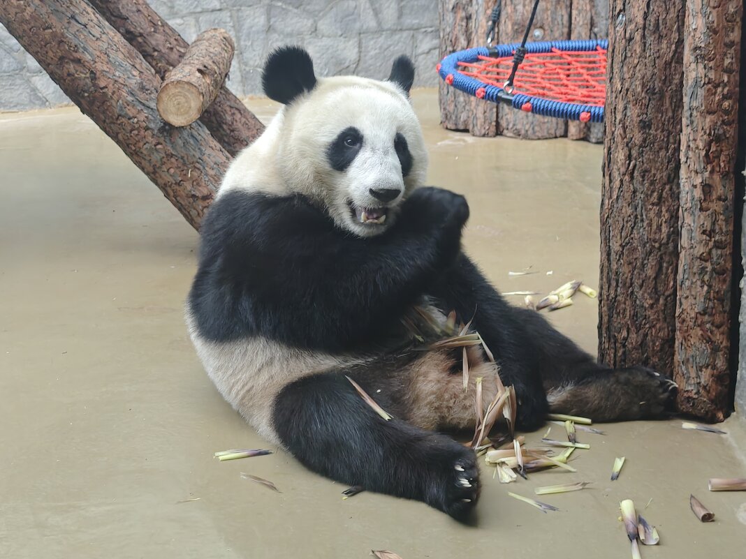 Панда Катюша - <<< Наташа >>> Панда Катюша - <<< Наташа >>>