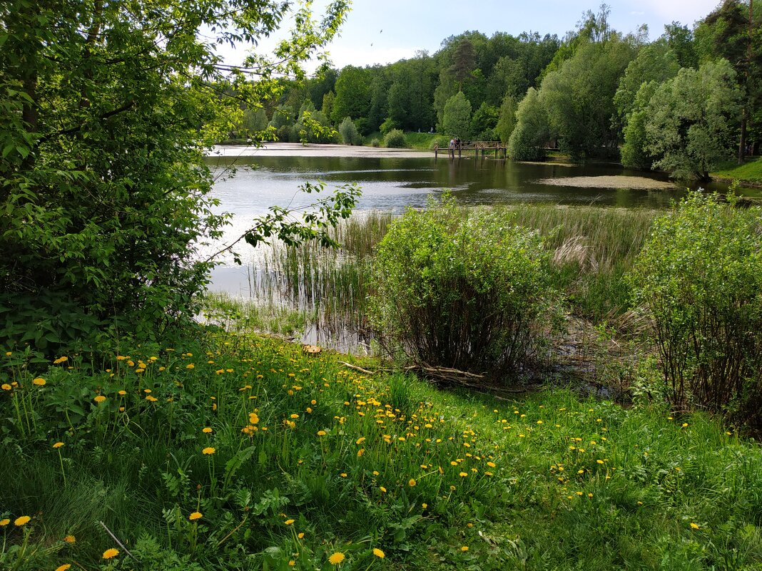 Летние мотивы - Андрей Лукьянов