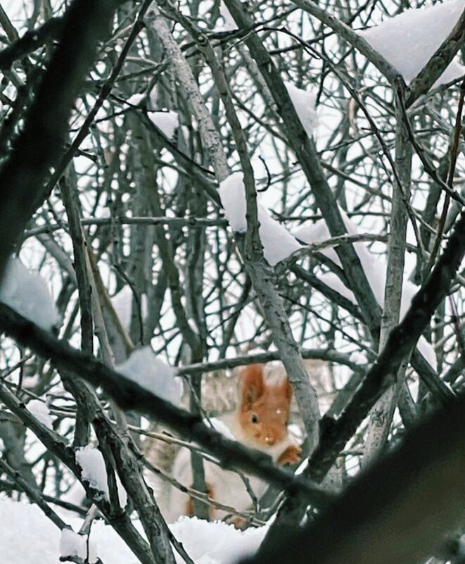 Белочка - Георгиевич 