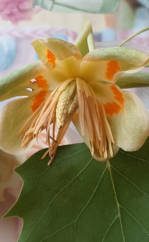 Лириодендрон тюльпановый, или тюльпанное дерево - Tata Wolf Лириодендрон тюльпановый, или тюльпанное дерево - Tata Wolf