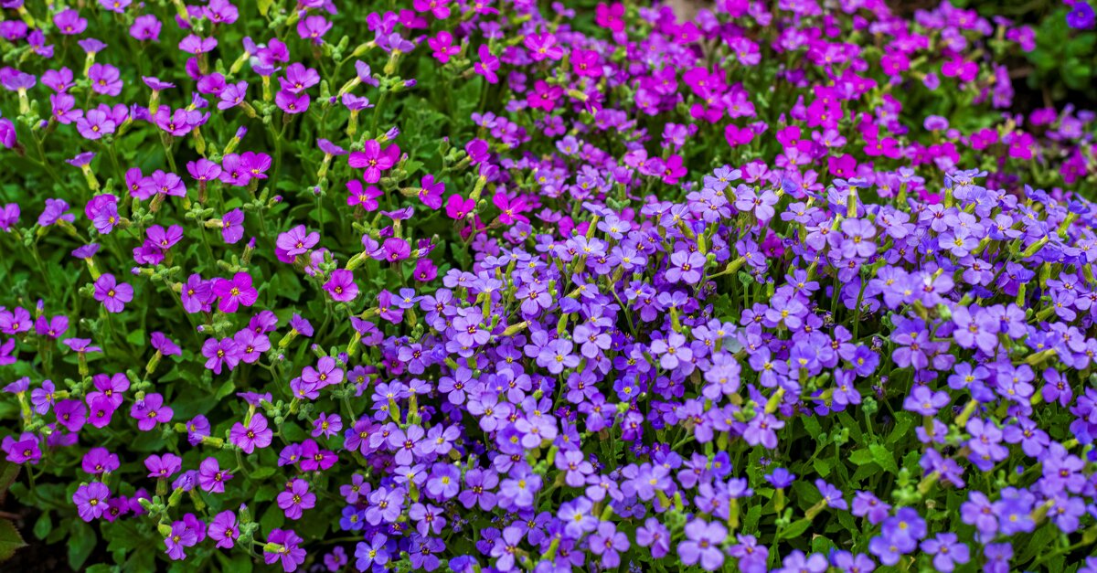 Весна - Петр 