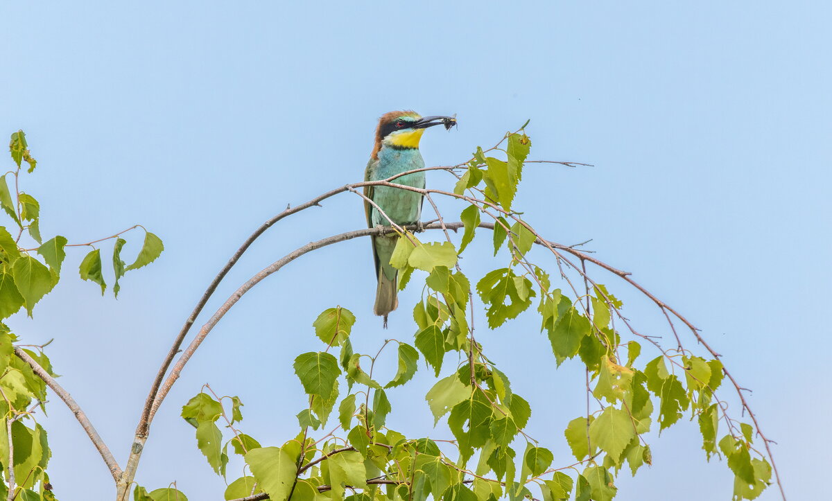 золотистые щурки - юрий макаров