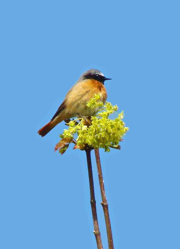 горихвостка - gawrilа - dan горихвостка - gawrilа - dan