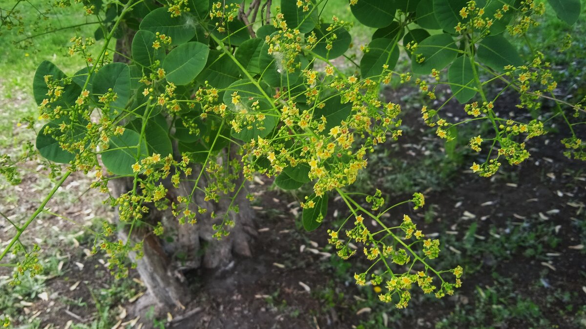 про май - Елена Шаламова
