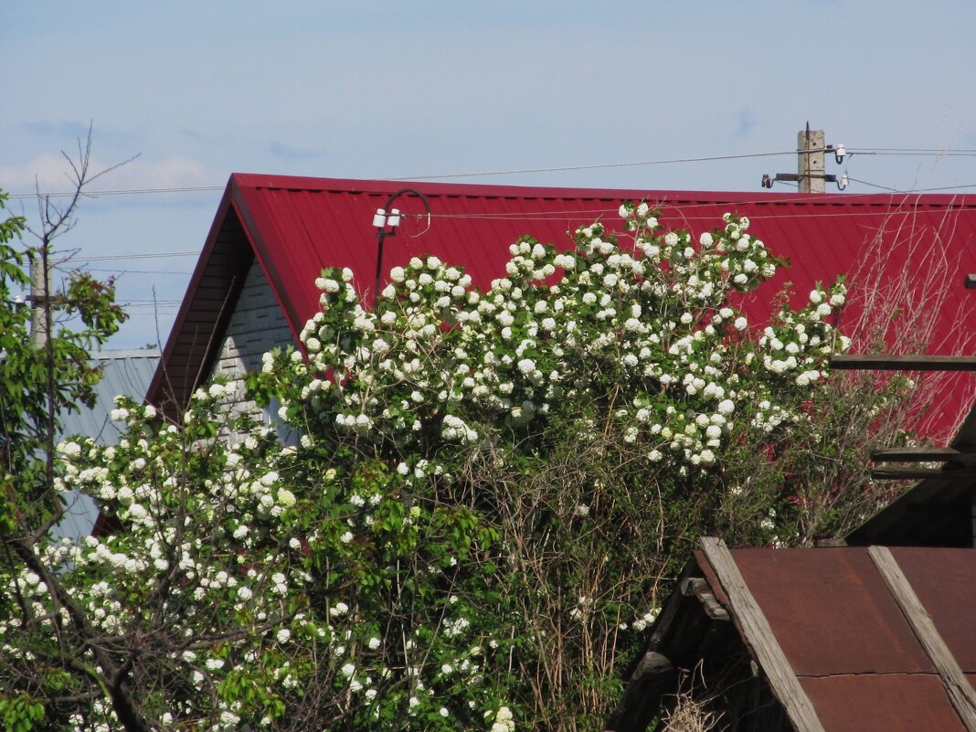 майская зарисовка - Елена Шаламова