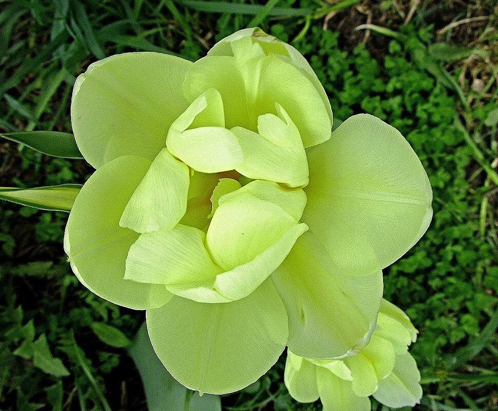 Тюльпаны жёлтые – дети солнечного света и весны, - Ольга Довженко