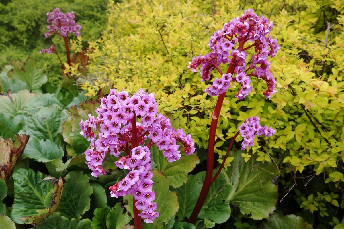 Бадан толстолистный - Рита Симонова