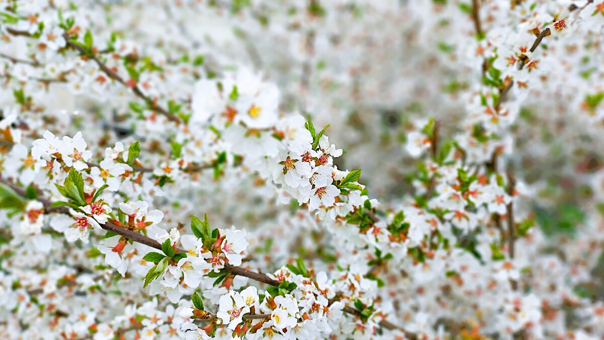 Весны душистой нега - Hope 