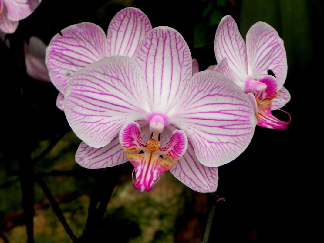 " - Светлана Хращевская