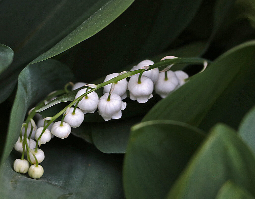 Ландыши, ландыши. светлого мая привеет... - Светлана 