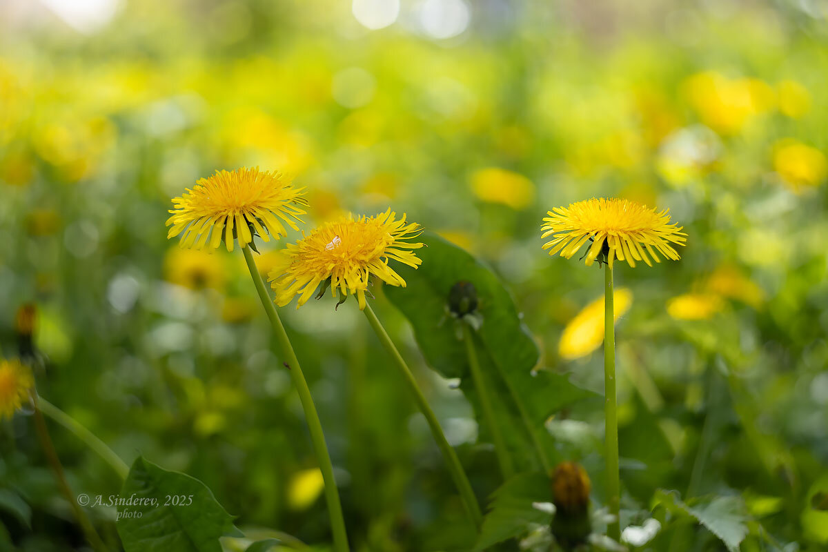 Одуванчиковая поляна - Александр Синдерёв
