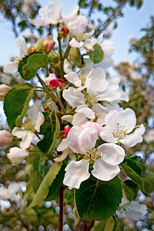 Мои любимые яблоньки цветут! - Светлана Кузнецова