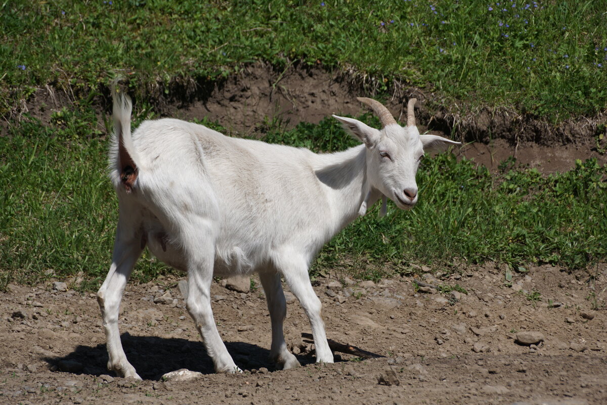Изящная блондинка - Наталия Григорьева Изящная блондинка - Наталия Григорьева