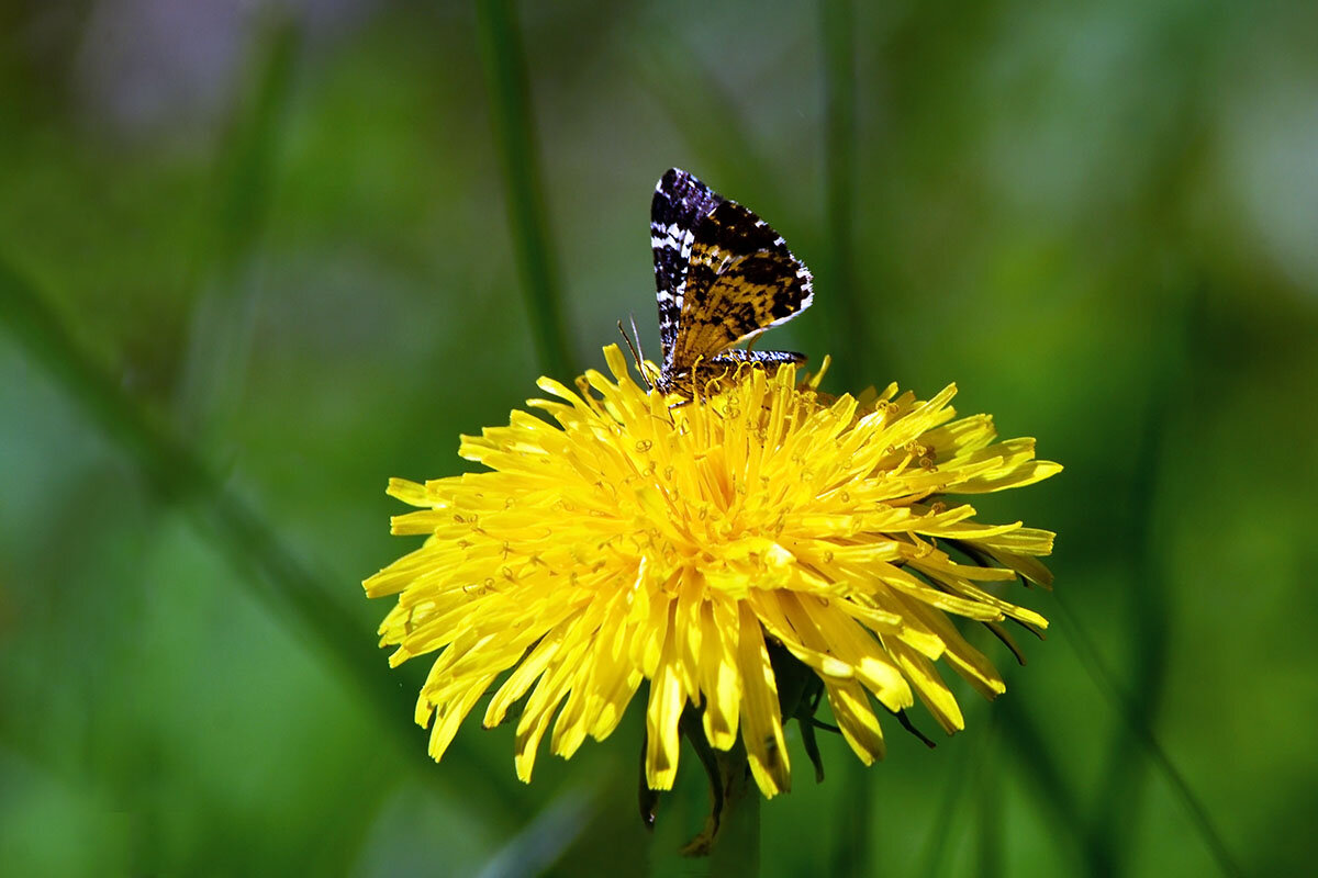 Мотылёк - Геннадий Супрун