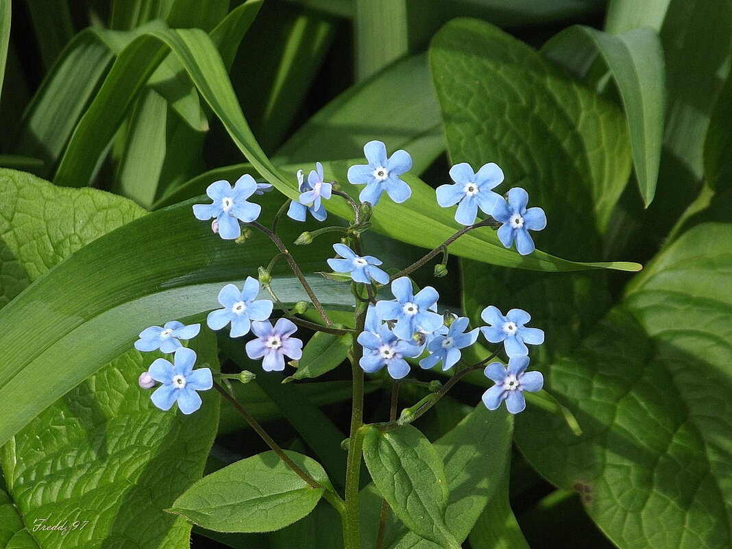 Голубые глазки - Freddy 97 Голубые глазки - Freddy 97