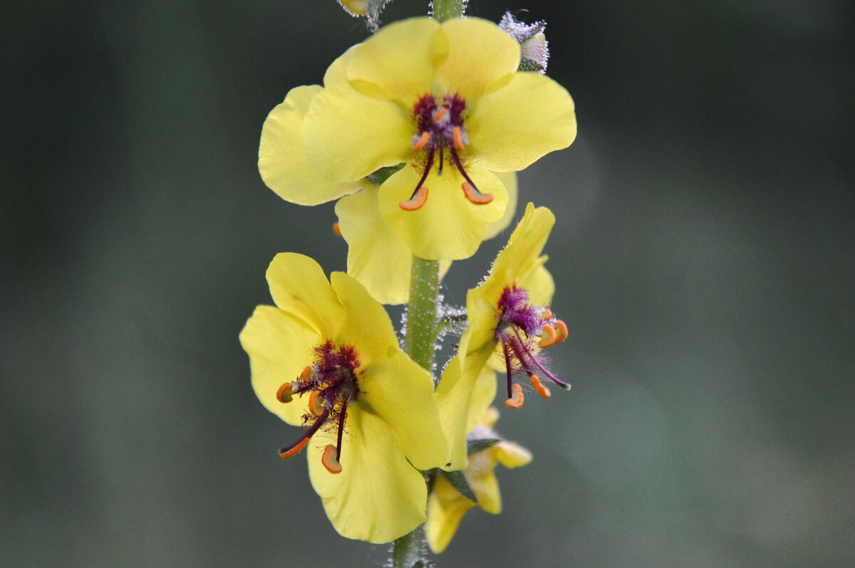 Коровяк - Надежда Куркина Коровяк - Надежда Куркина