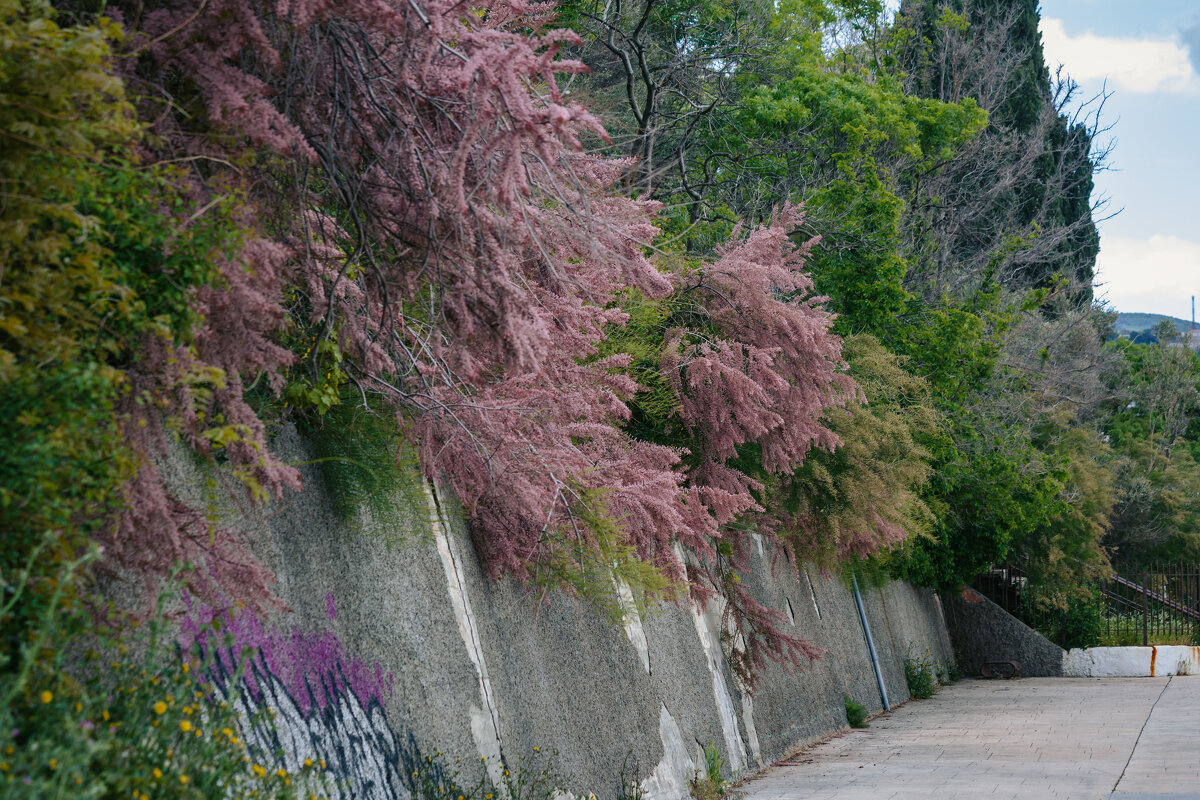 Крым. Гурзуф. Май 2025 - Вячеслав Владимирович