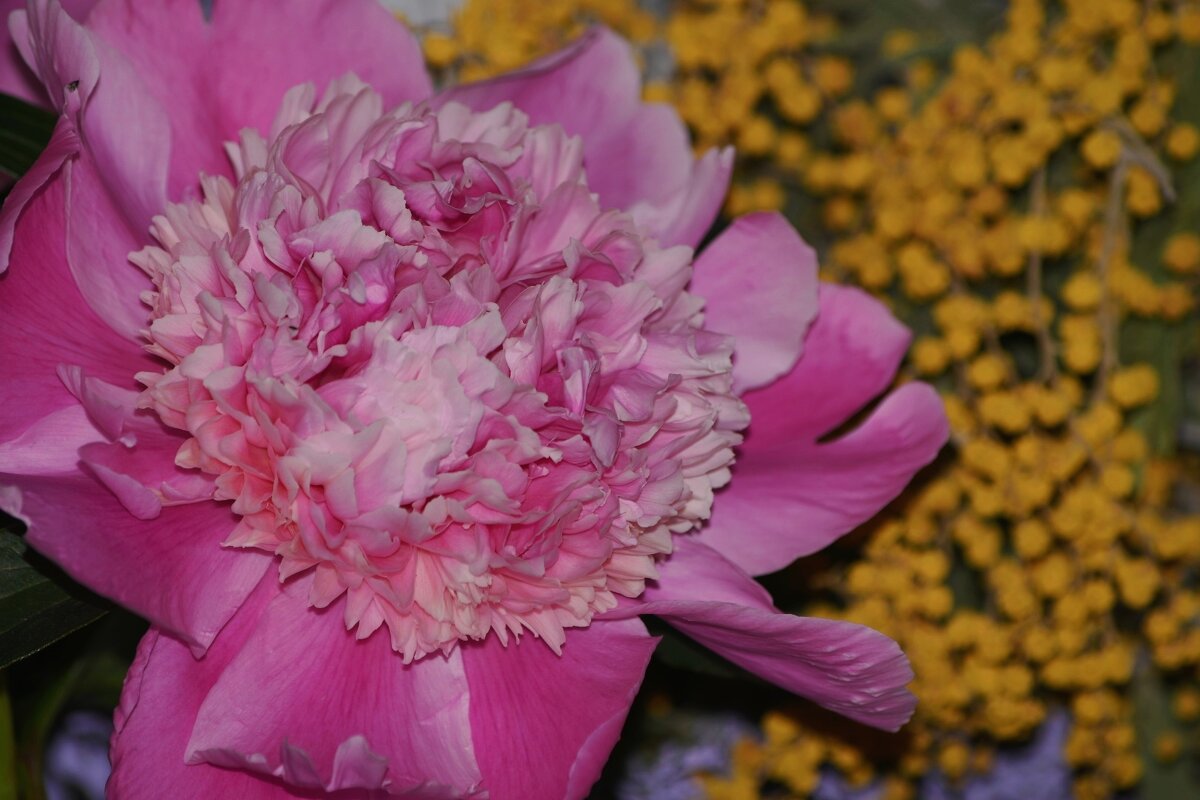 Наступила пора Пионов)) - Татьяна Евдокимова Наступила пора Пионов)) - Татьяна Евдокимова