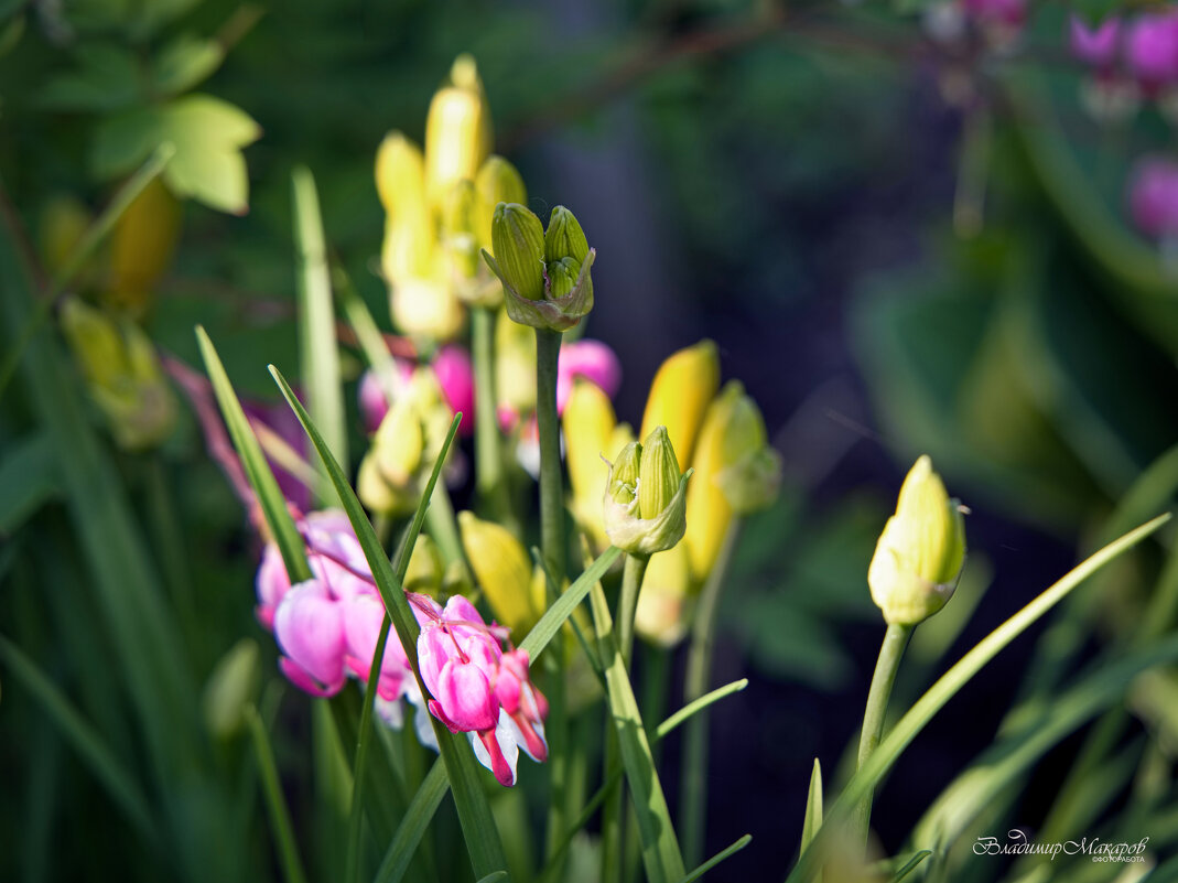 "Цветочный микс"© - Владимир Макаров