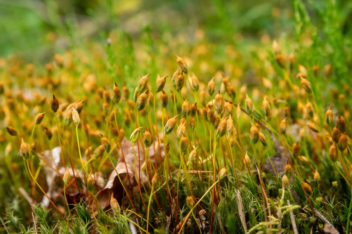 Про кукушкин лён... - Николай Гирш Про кукушкин лён... - Николай Гирш