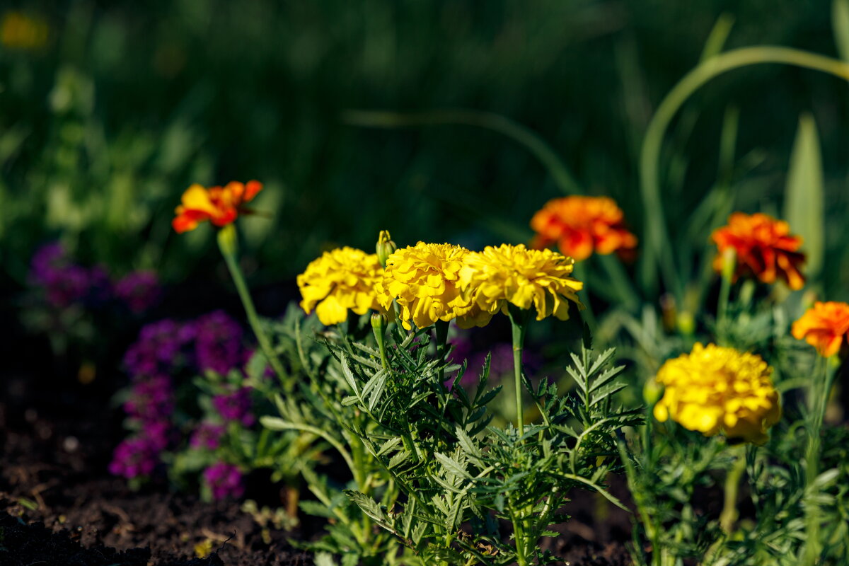 Весны прекрасные мгновения - Serega  
