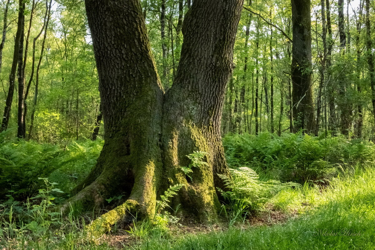 *** - Николай Гирш *** - Николай Гирш