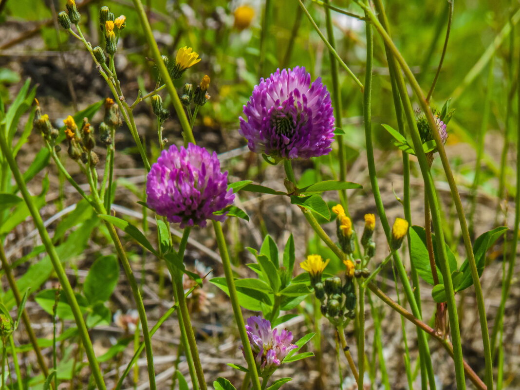 Яркий клевер - Наталья Rosenwasser