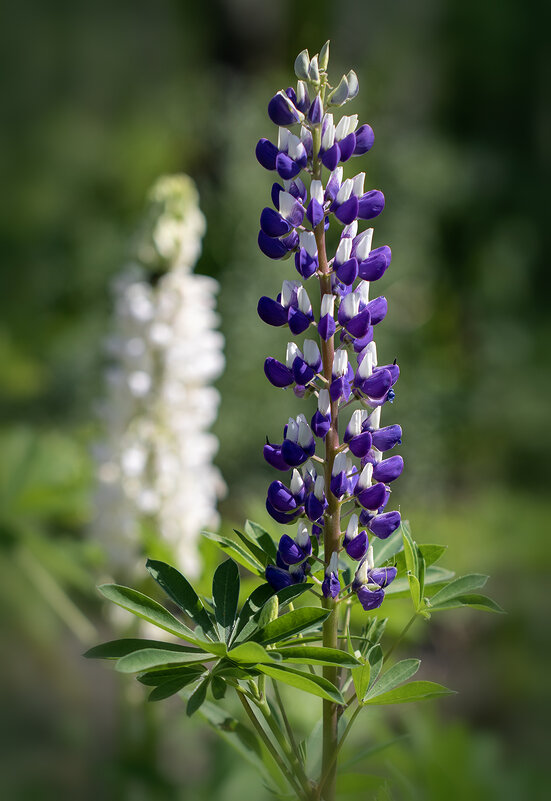 Люпин. - Лилия * Люпин. - Лилия *