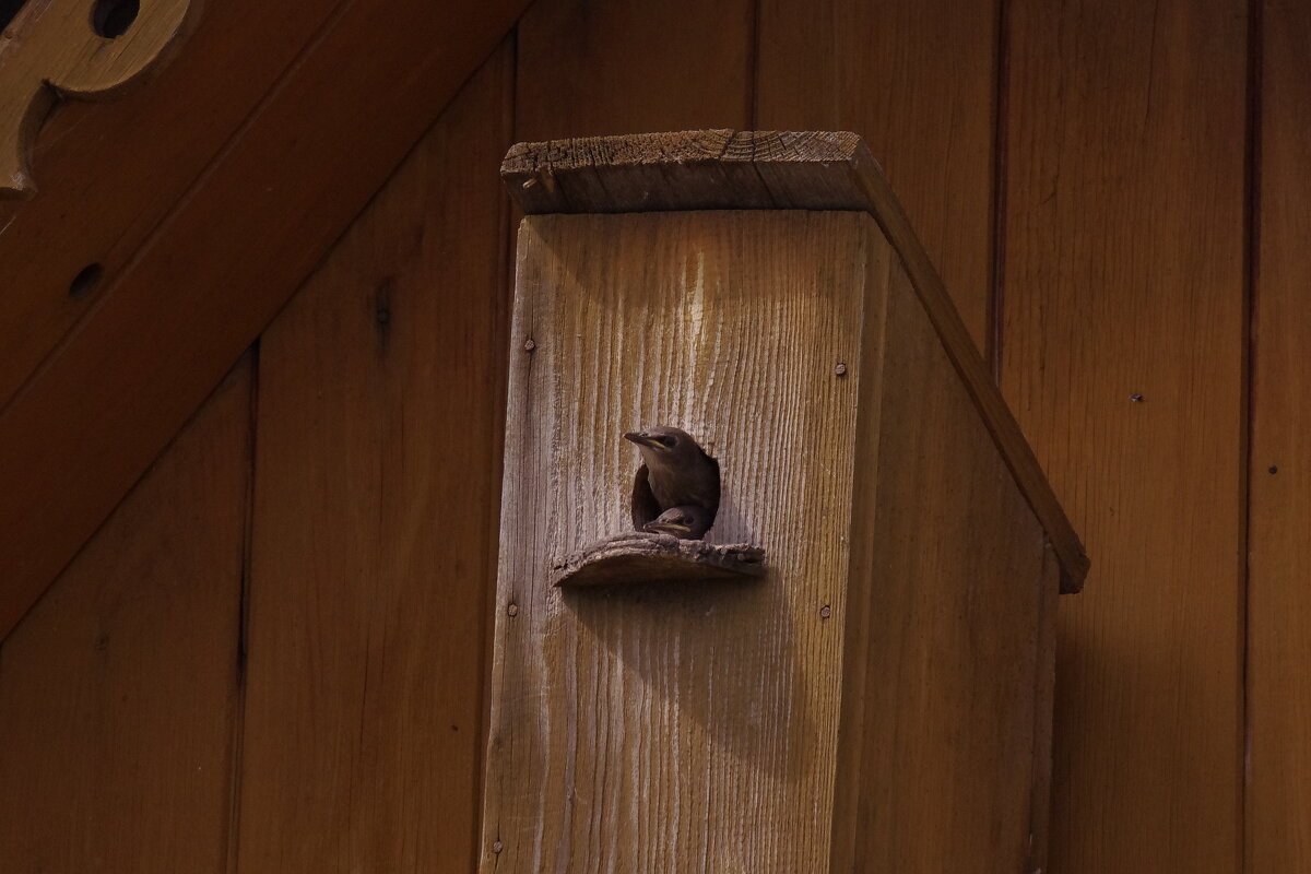 Любопытство взяло верх - Сергей Швечков Любопытство взяло верх - Сергей Швечков