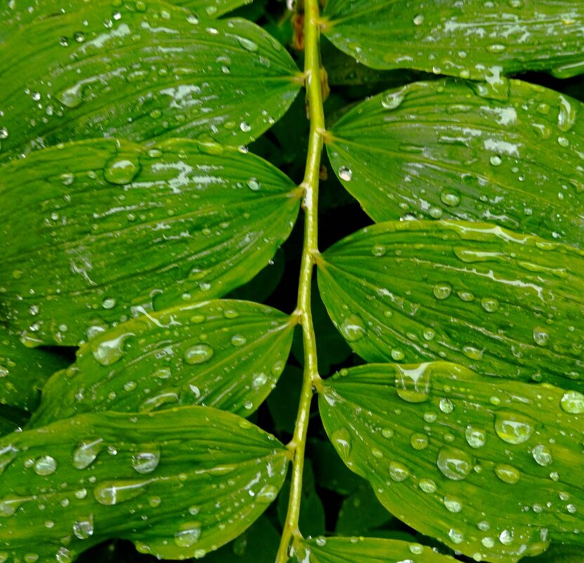 Капельки - Галина Бобкина