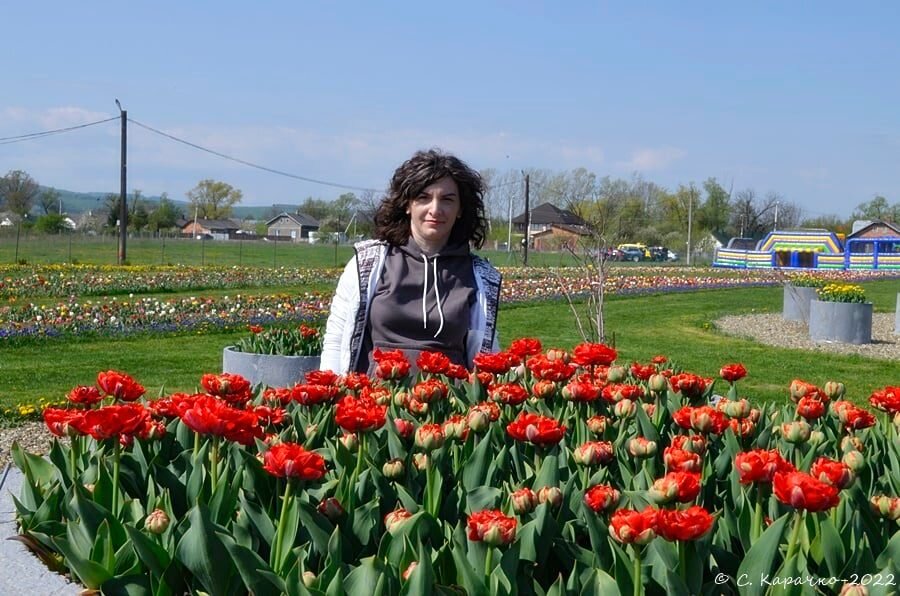 Наталя тюльпанове поле - Степан Карачко