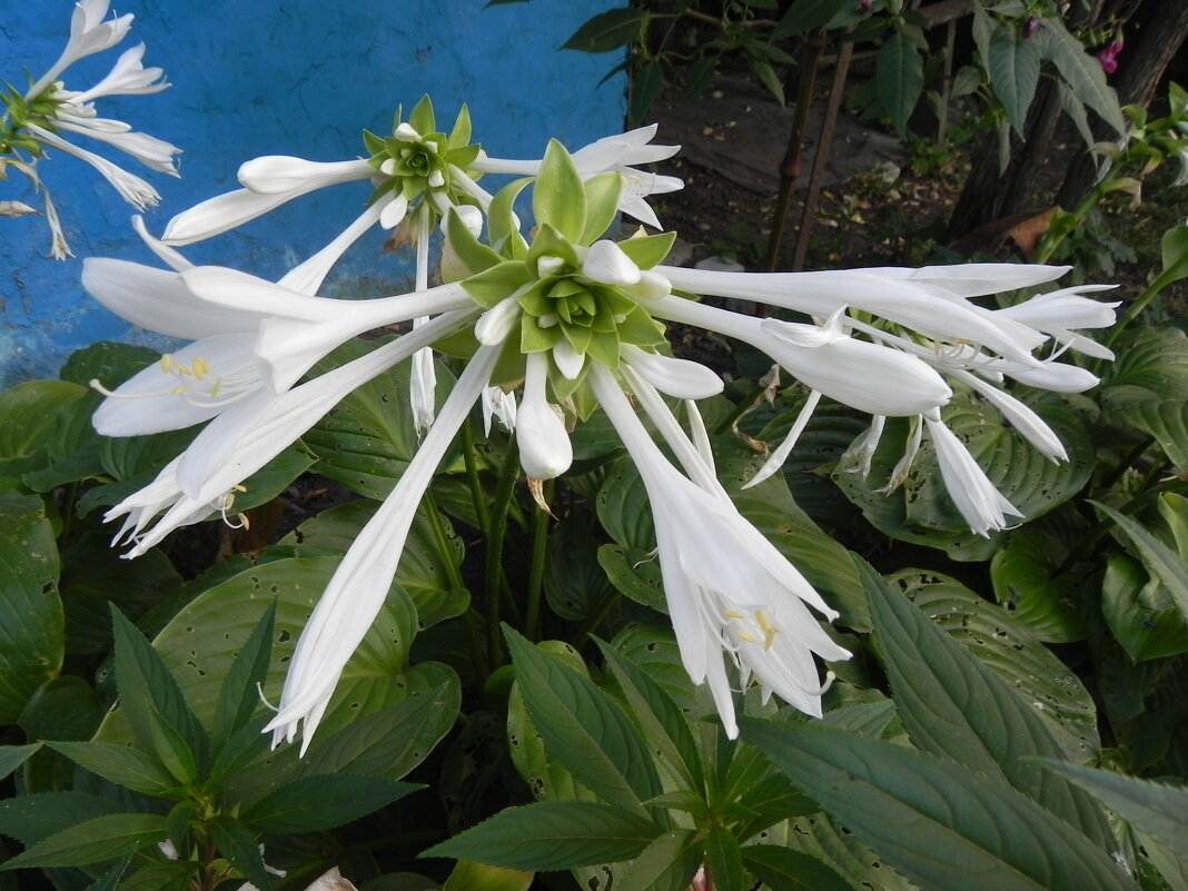 Хоста - Oleg4618 Шутченко