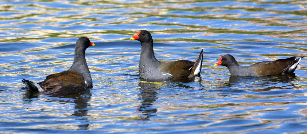 камышницы - linnud 