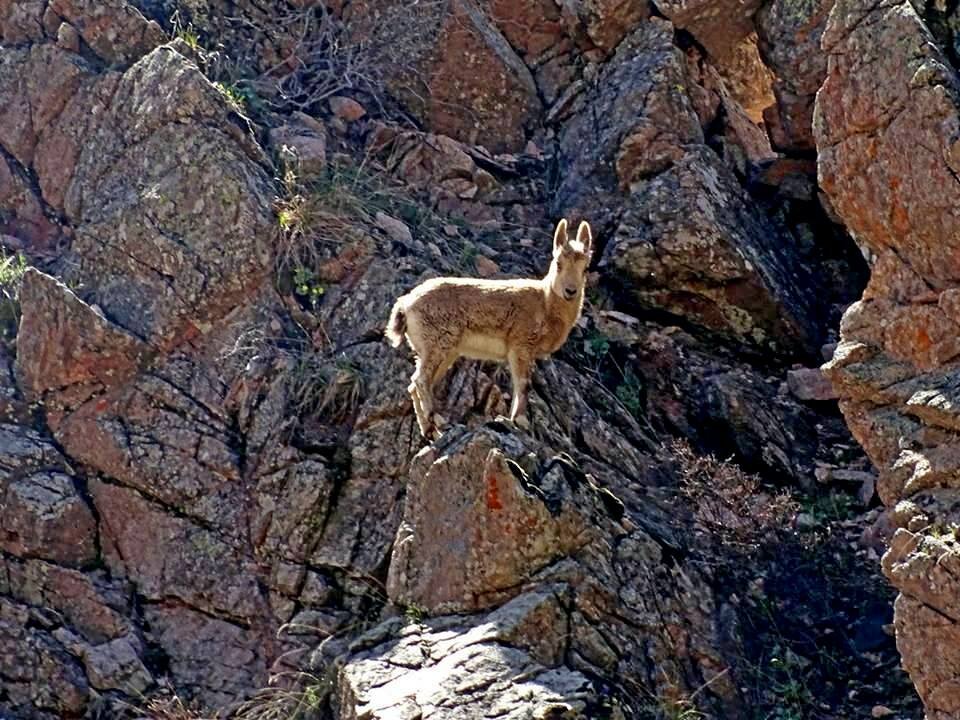 ПО ГОРАМ. - Виктор Осипчук