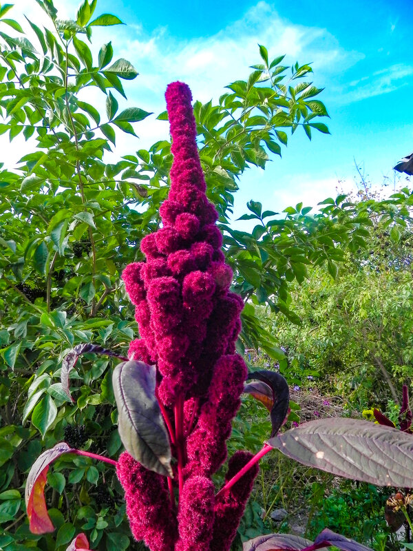 Амарант - Oleg4618 Шутченко