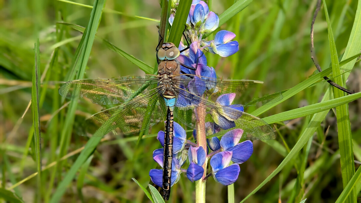 сегодня на цветущем люпине 3 - Александр Прокудин сегодня на цветущем люпине 3 - Александр Прокудин