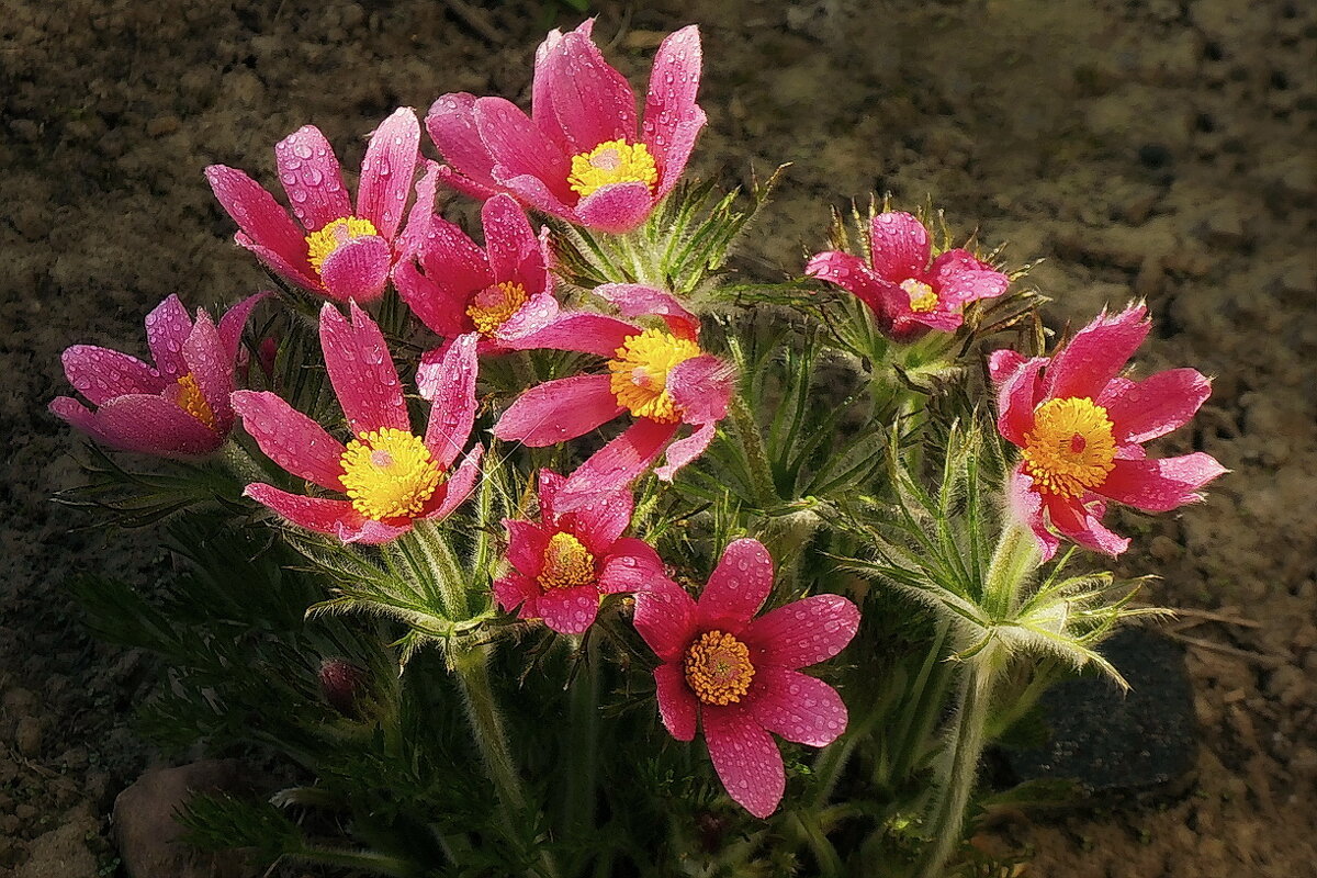 Сон - трава (прострел) - Владимир Шошин Сон - трава (прострел) - Владимир Шошин