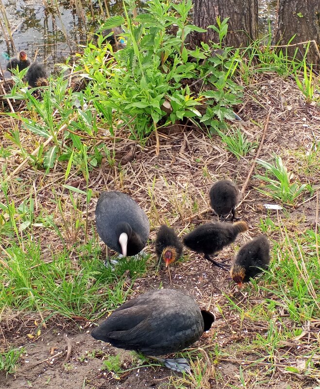 Лысухи - Сапсан 