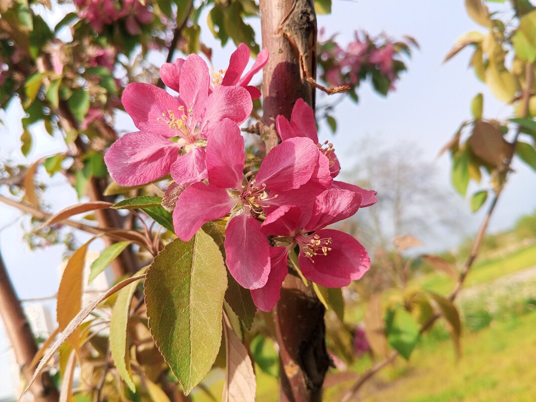 Яблоня - Сапсан 