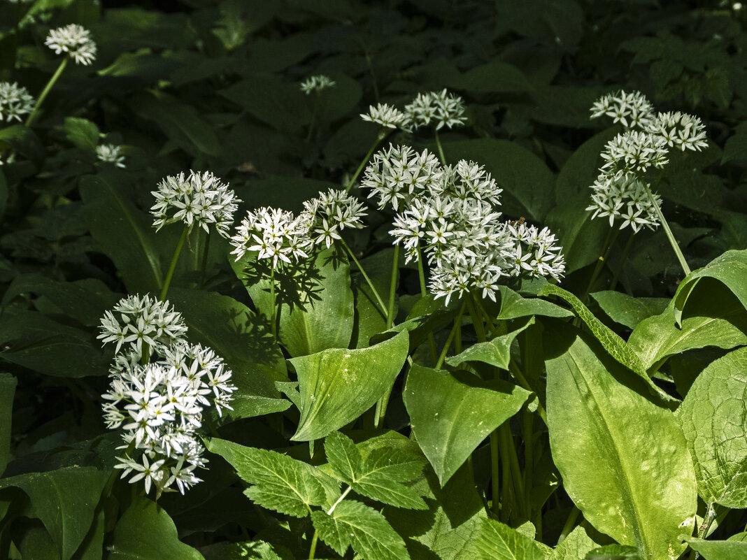 Черемша. - Сергей Фомичев